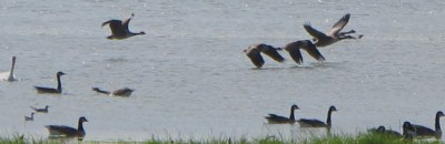 Geese in Flight