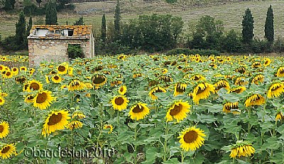 Sunflowers house