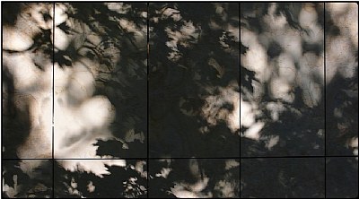 leaf shadows
