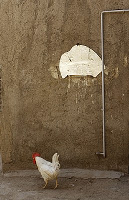 The cock