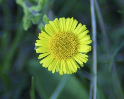 Yellow Flower