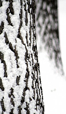 Snow bark