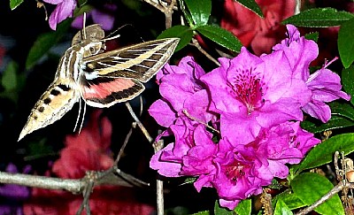 Hummingbird Moth at Dinner