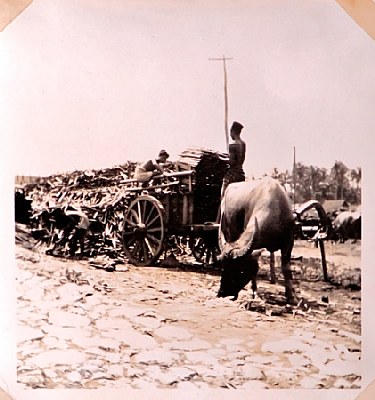 Farmer  ~1948