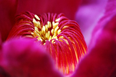 Gustavia Insignis(flower)