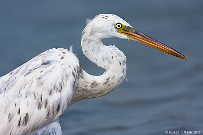 Western Reef Heron