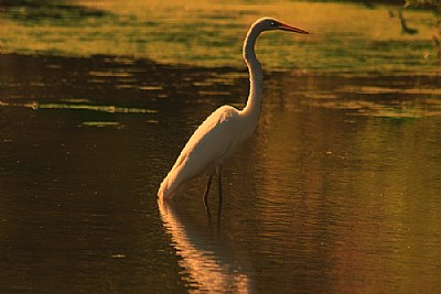 Egret in the morning