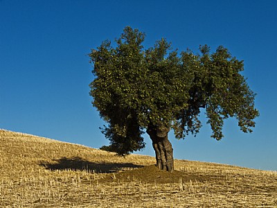   The Old Olive Tree