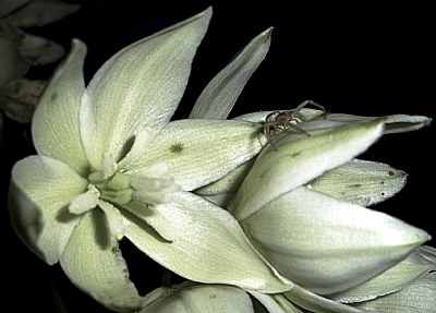 Similar Shapes - Flower & Spider