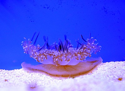 jellyfish puff