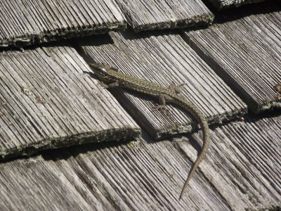 Lizard on the roof