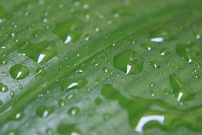 Wet Leaf