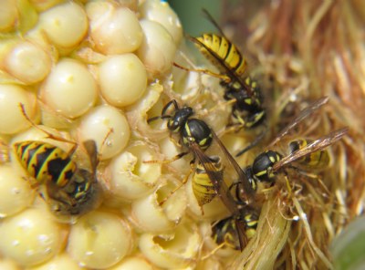 Wasps on Corn 2