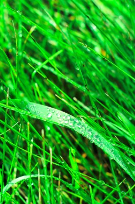 Wet Grass