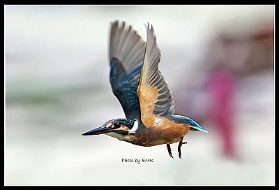 B166 (Common Kingfisher)