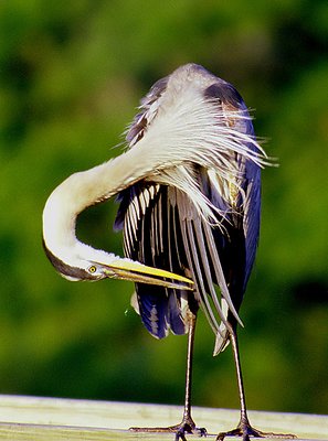 Great Blue Heron