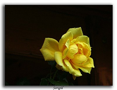 Yellow Roses