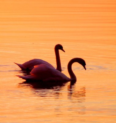 Golden Swans.