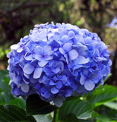 Hortensia