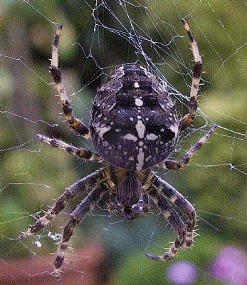 The Spider's Feast