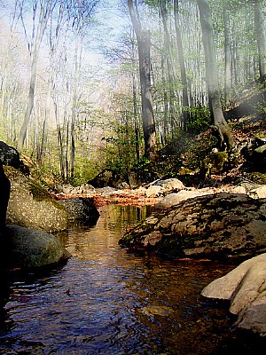 Fog in the canyon