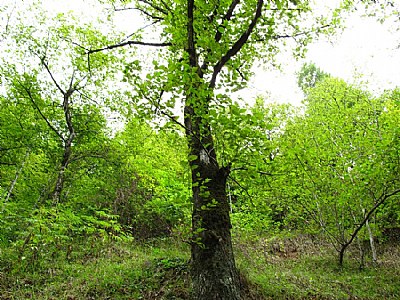 foliage