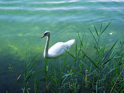 Swan Lake