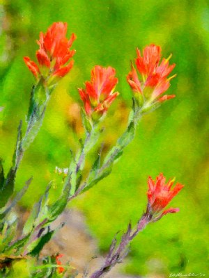 Indian Paint Brush