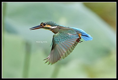 B168 (Common Kingfisher)