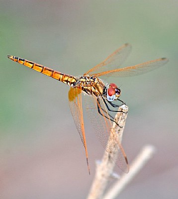 Dragonfly