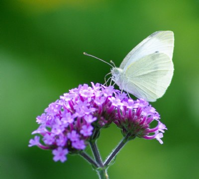 Cabbage Butterfly