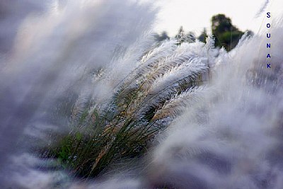Feather Flower