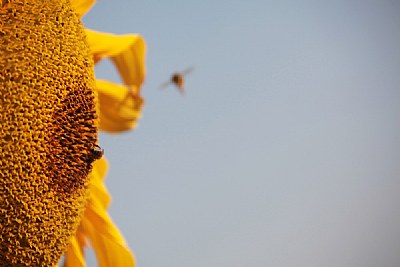 sun flower