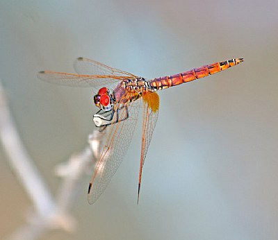 Dragonfly