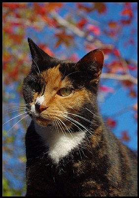 Fall Colored Cat