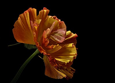 frilly cal poppy