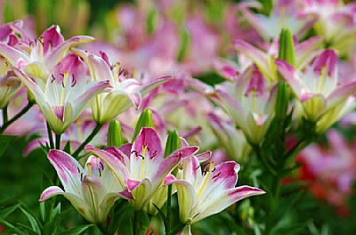 Field of Lily's