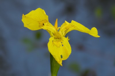 wild yellow Iris.