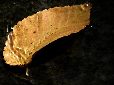 fall