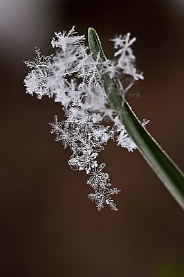 (Snow) masterpiece of nature 