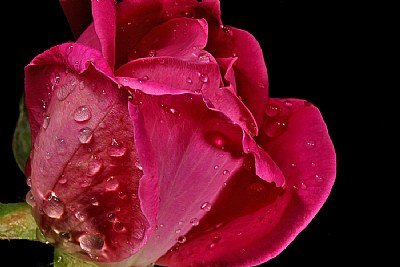 drippy rose