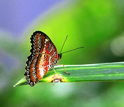 malay lacewing