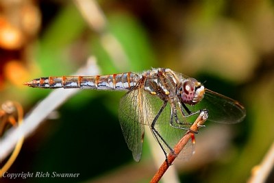 Dragonfly 70-200mm f/2.8L IS II