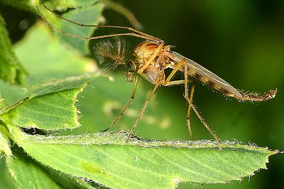 Mosquito