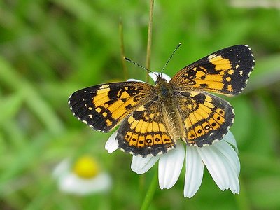 Chasing Butterfly