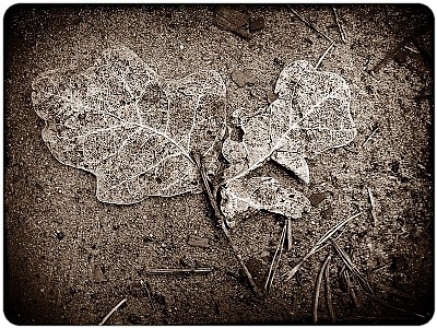 october leaves