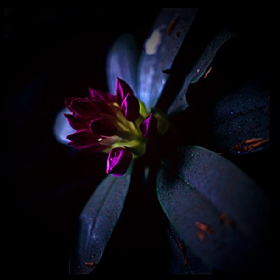 flower in the dark