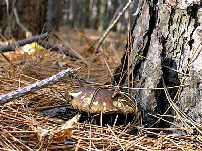 mushroom