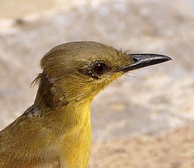 bird detail close up