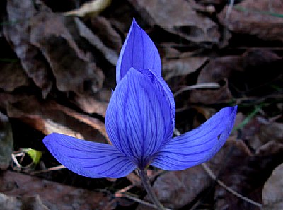 Blue crocus